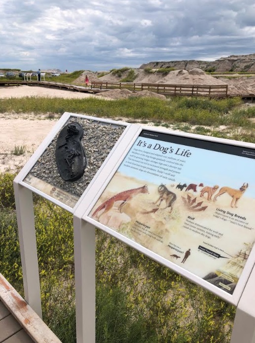 Fossil Exhibit Trail In Badlands National Park | Fairyburger